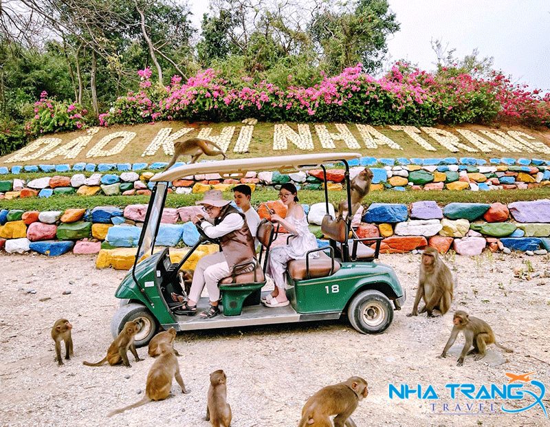 Trọn bộ kinh nghiệm du lịch Nha Trang siêu chi tiết từ A - Z - Nha Trang Travel 37 Khỉ trên đảo