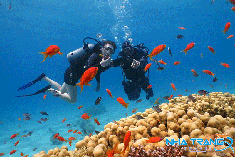 Vịnh Vân Phong Nha Trang khám phá eo biển đẹp và hấp dẫn 22 Lặn biển ngắm nhìn san hô ở đảo