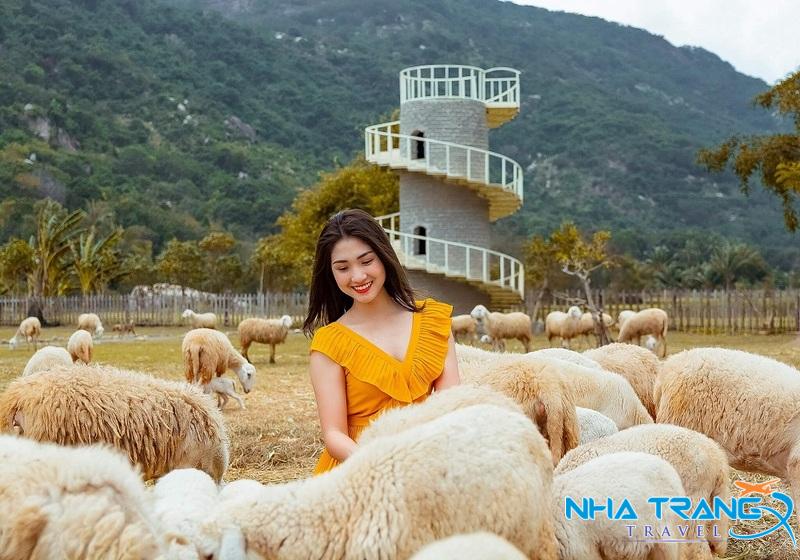 Tour Hang Rái - Vịnh Vĩnh Hy - Vườn Nho - Đồng Cừu Giá Rẻ 21 check in cùng bầy cừu trắng muốt