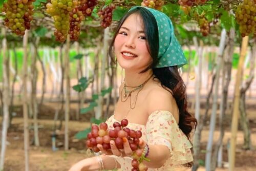 Tour Hang Rái - Vịnh Vĩnh Hy - Vườn Nho - Đồng Cừu Giá Rẻ