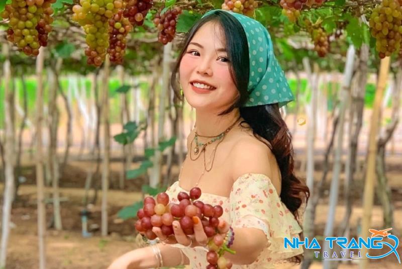 Tour Hang Rái - Vịnh Vĩnh Hy - Vườn Nho - Đồng Cừu Giá Rẻ 35 khách hàng chụp hình tại vườn nho Thái An
