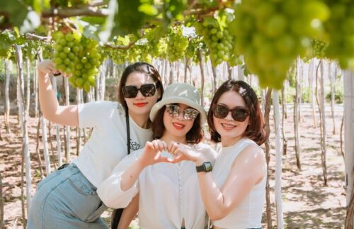 Tour Hang Rái - Vịnh Vĩnh Hy - Vườn Nho - Đồng Cừu Giá Rẻ