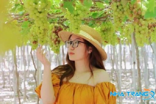 Tour Đồng Cừu Hang Rái Vĩnh Hy Vườn Nho