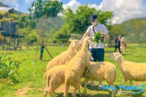 Tour Đồng Cừu Hang Rái Vĩnh Hy Vườn Nho