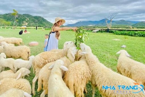 Tour Ninh Thuận từ Nha Trang 1 ngày