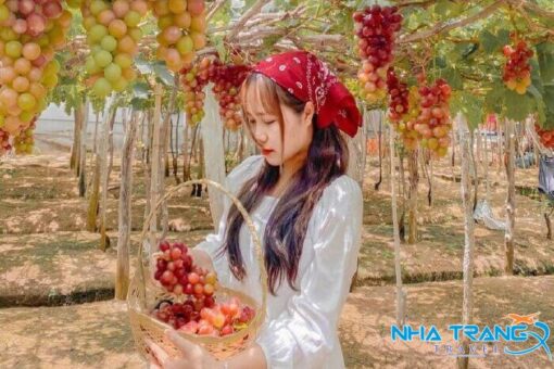 Tour Ninh Thuận từ Nha Trang 1 ngày