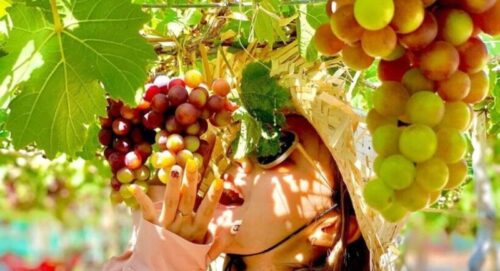 Tour Hang Rái - Vịnh Vĩnh Hy - Vườn Nho - Đồng Cừu Giá Rẻ