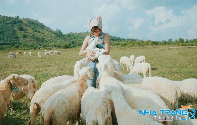 Tour Hang Rái - Vịnh Vĩnh Hy - Vườn Nho - Đồng Cừu Giá Rẻ 26 trải nghiệm bế cừu