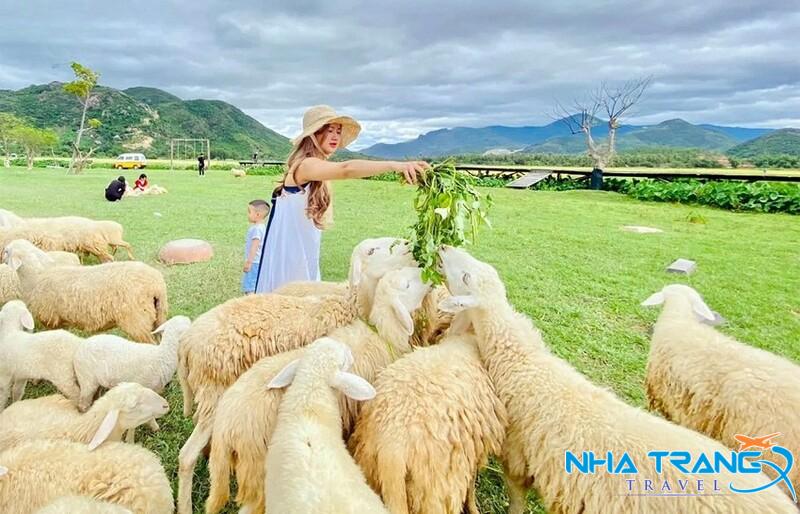 Tour Hang Rái - Vịnh Vĩnh Hy - Vườn Nho - Đồng Cừu Giá Rẻ 24 Trải nghiệm cho cừu ăn