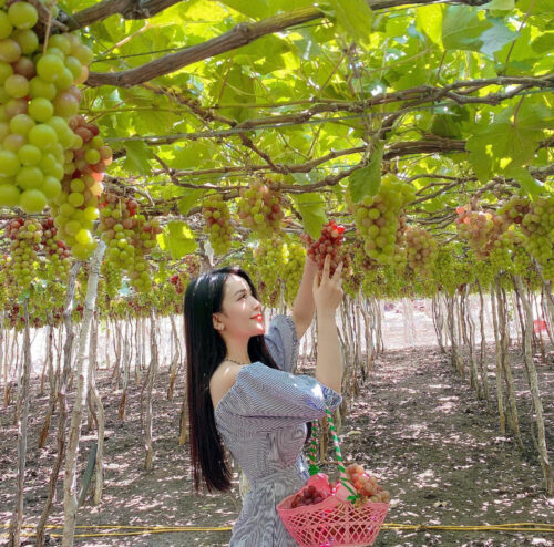Tour Hang Rái - Vịnh Vĩnh Hy - Vườn Nho - Đồng Cừu Giá Rẻ