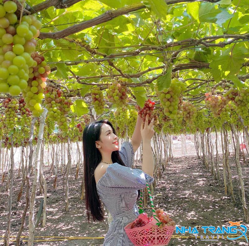 Tour Hang Rái - Vịnh Vĩnh Hy - Vườn Nho - Đồng Cừu Giá Rẻ 38 chụp ảnh phong cách nàng thơ tại Vường Nho Ninh Thuận