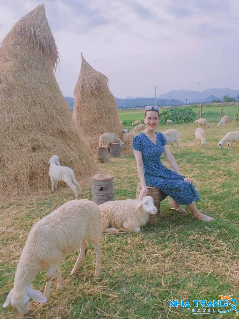 Tour Bình Hưng Nha Trang 1 Ngày, Giá Rẻ 13 trải nghiệm vuốt ve những chú cừu