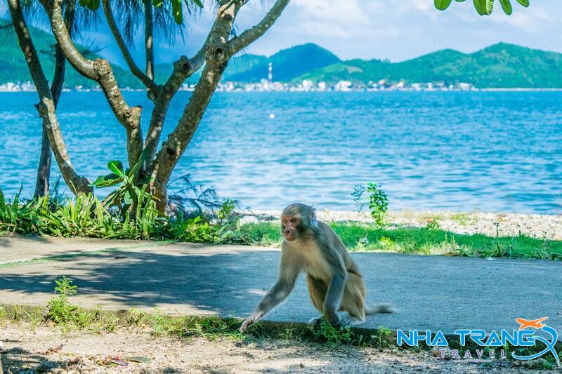 Khám Phá 10 Hòn Đảo Nha Trang Nổi Tiếng Được Yêu Thích Nhất 40 Đảo Khỉ (Hòn Lao) nha trang gần gũi với thiên nhiên hoang dã