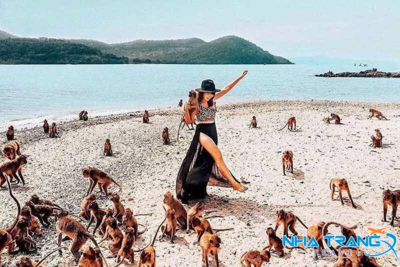 Khám Phá 10 Hòn Đảo Nha Trang Nổi Tiếng Được Yêu Thích Nhất 41 Trải nghiệm chơi với khỉ và cho khỉ ăn