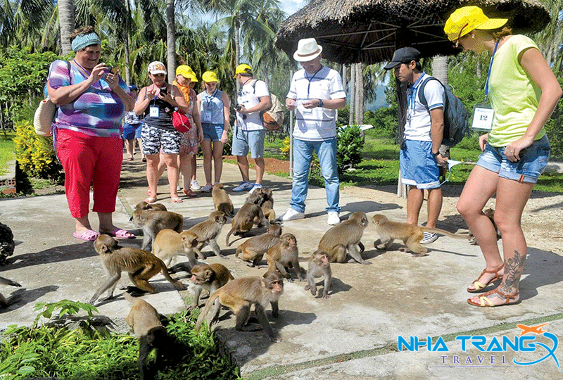 Bật Mí 20+ Địa Điểm Du Lịch Nha Trang "Gây Thương Nhớ" 33 Khỉ ở đảo có tới hàng nghìn con