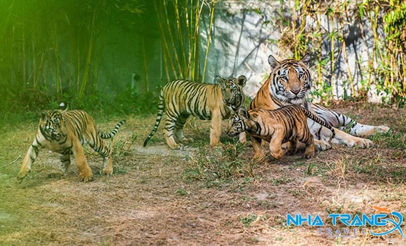 Khám Phá Bản Đồ Khu Vui Chơi Vinpearl Nha Trang Mới Nhất 20 Những chú hổ quý hiếm ở Kings Garden